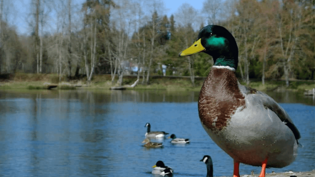 mallard duck in urban habitat