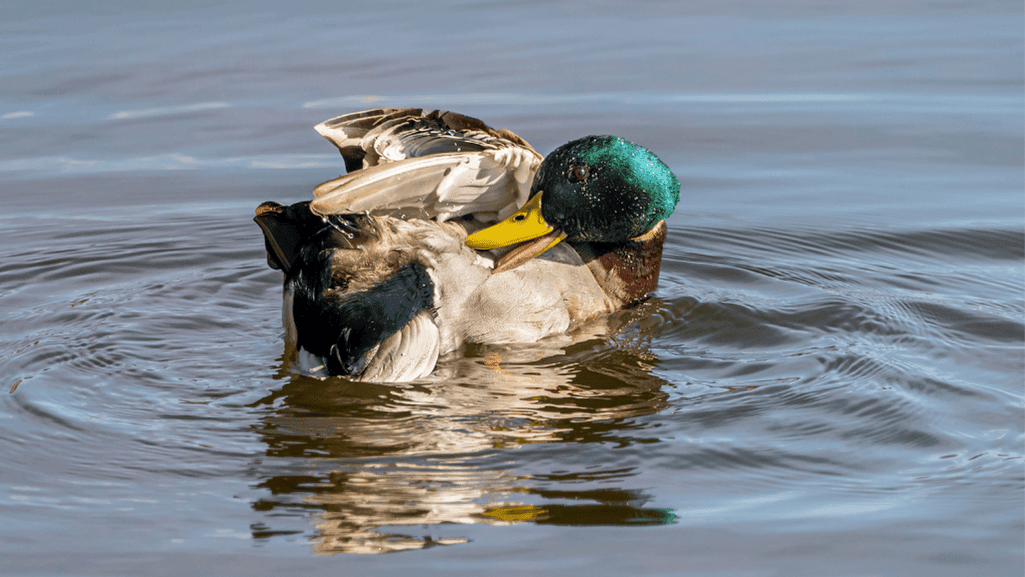 mallard duck life expectancy