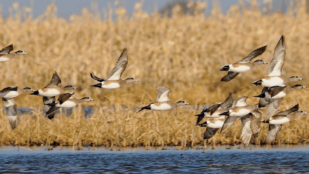 mallard duck life stages and Mallard Duck Lifespans 