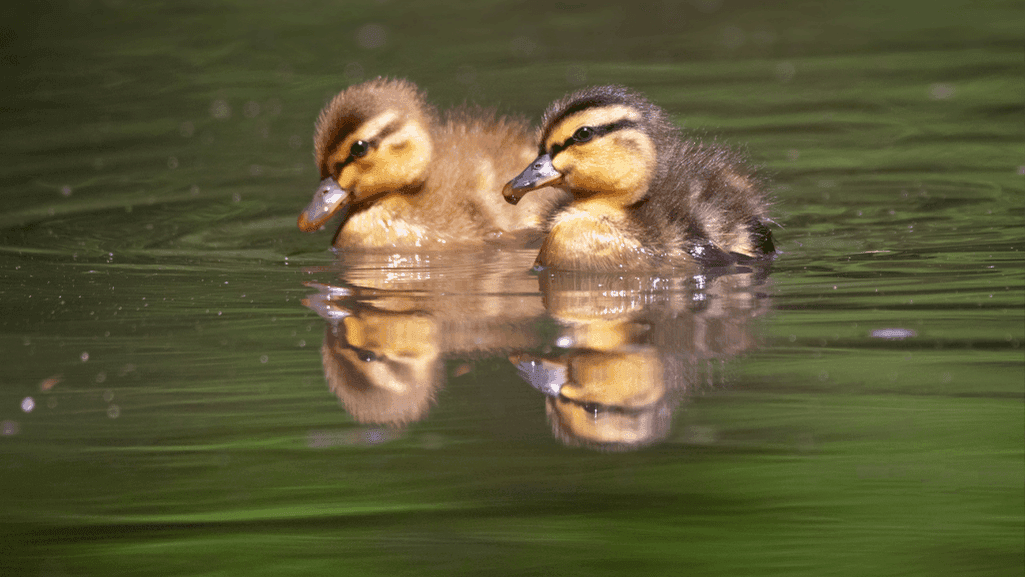 mallard ducklings swimming in a pond