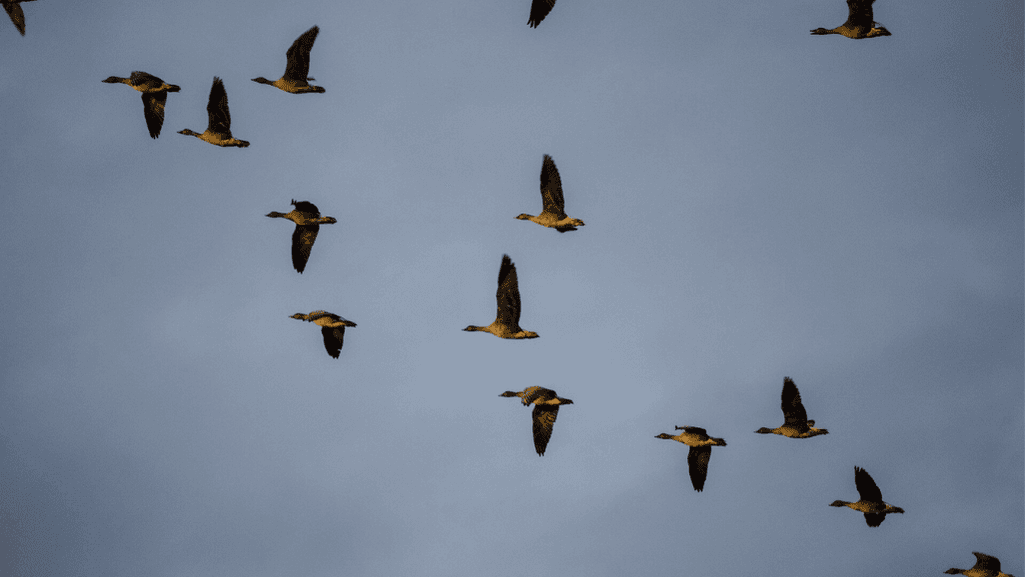 migratory geese calls