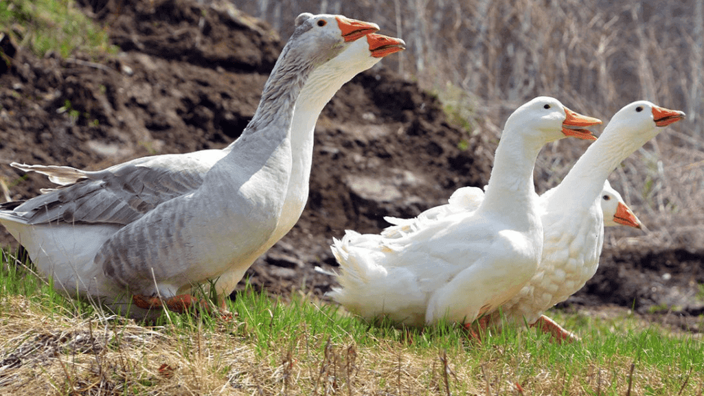 nutritional requirements for geese