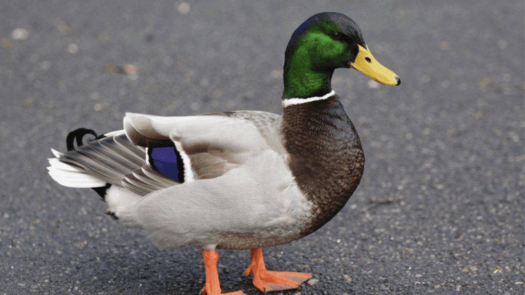 pet duck life cycle