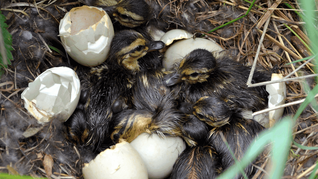 physical changes in hatching duck eggs