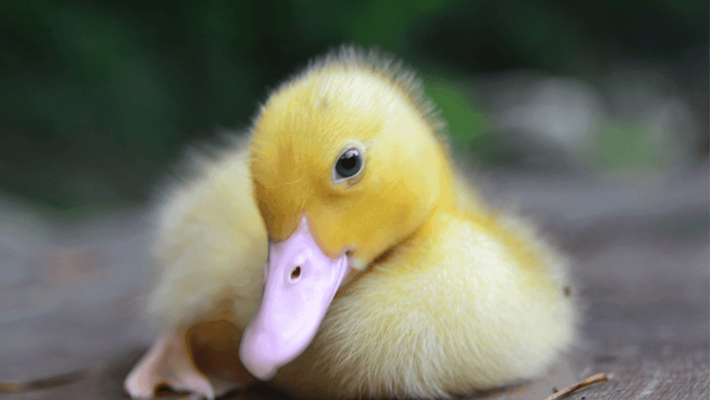 playful duck names for kids