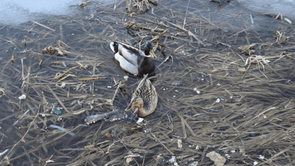 pollution impact on duck health