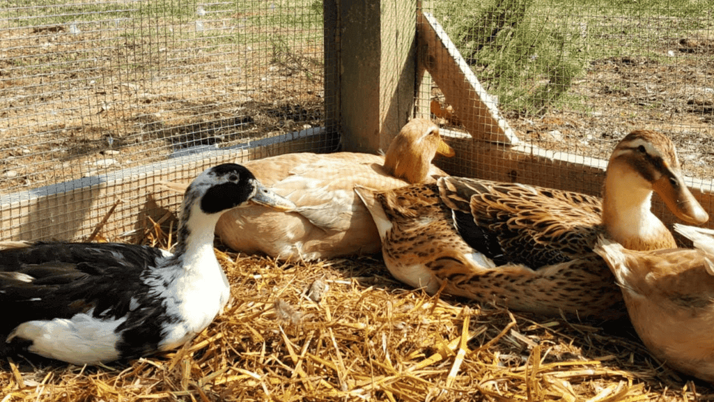 predator-proof duck house