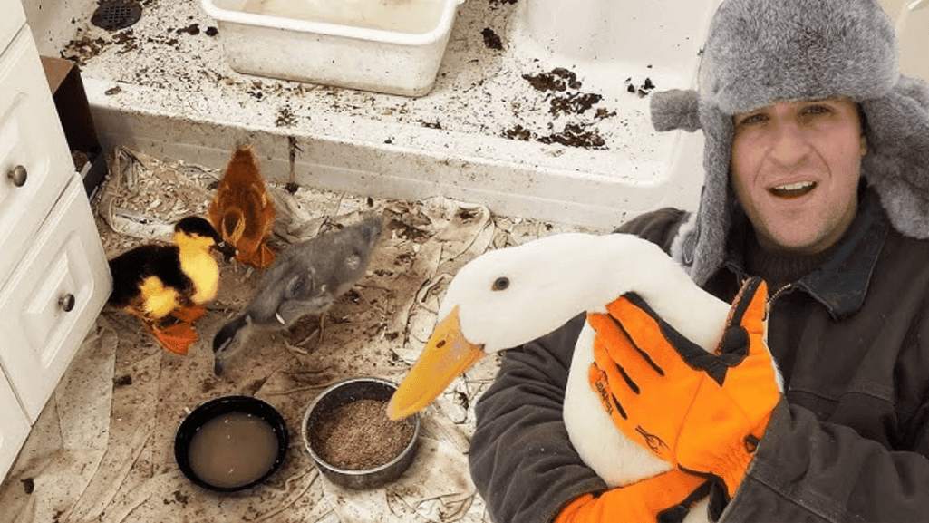 predator-proof pens for geese