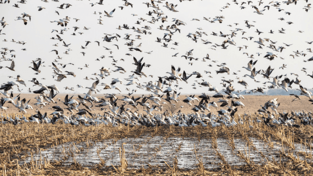 snow geese conservation