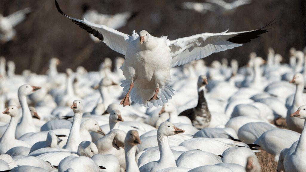 snow geese migration viewing