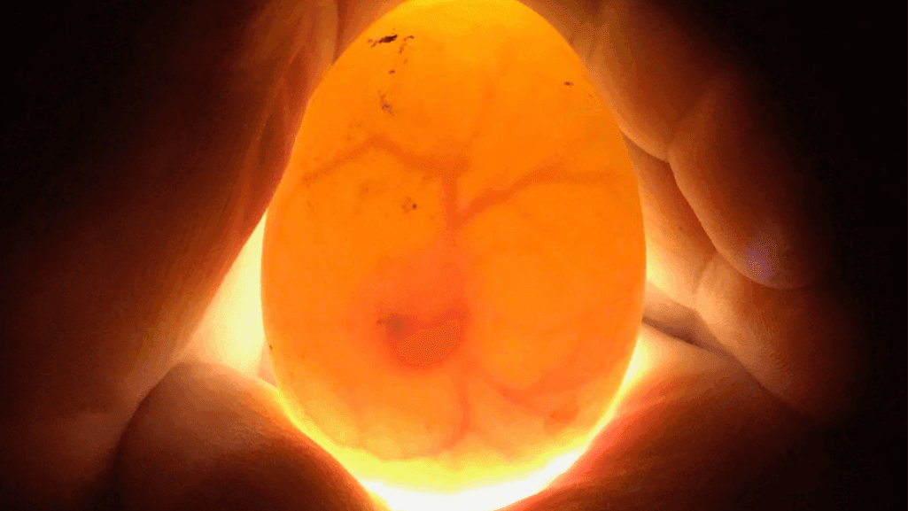 storing fertilized duck eggs