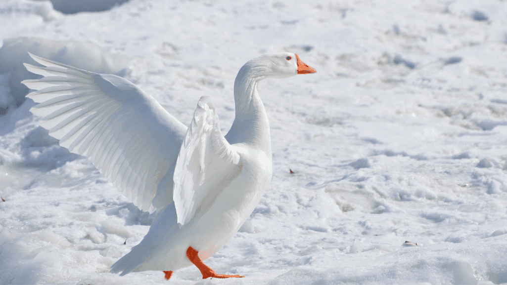 thawing goose