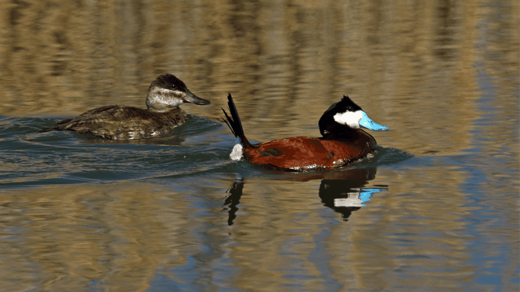 unique duck breeds
