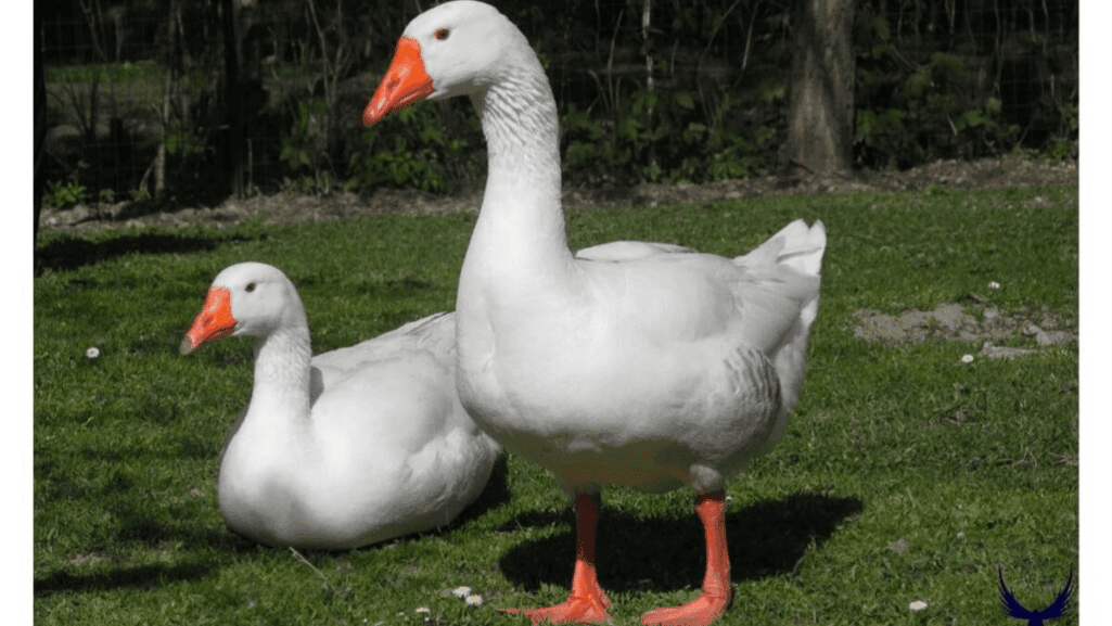 unique goose names