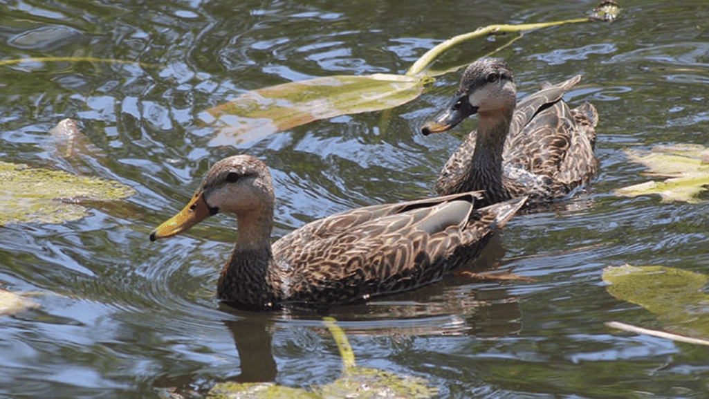 waterfowl recognition in duck habitats