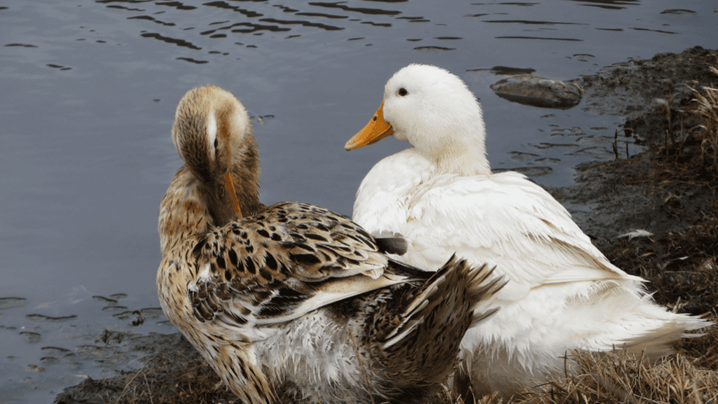 wild vs domesticated ducks for food