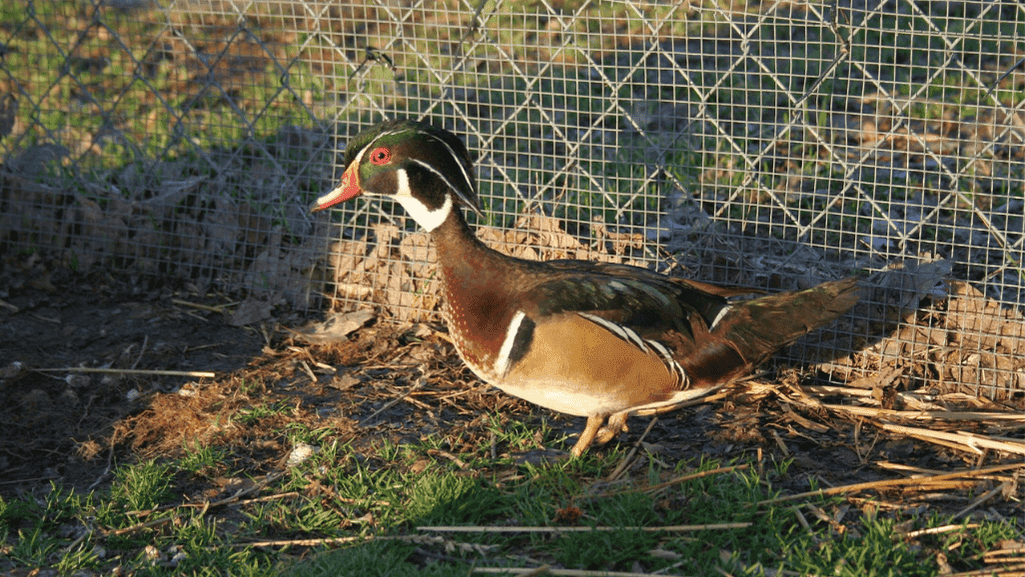 wooden duck care
