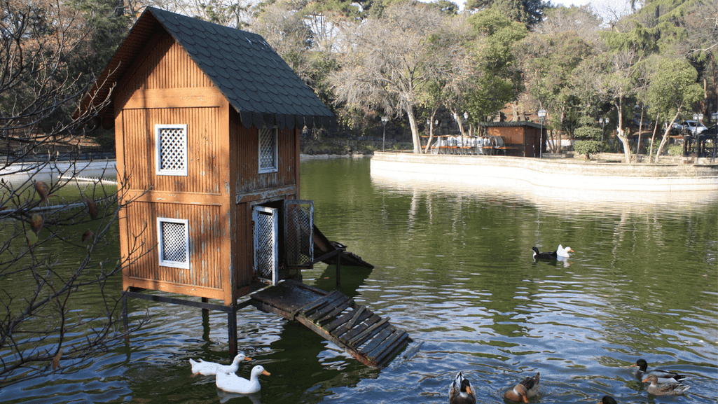 Adult Duck Housing