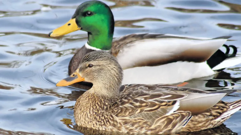 Adult Duck