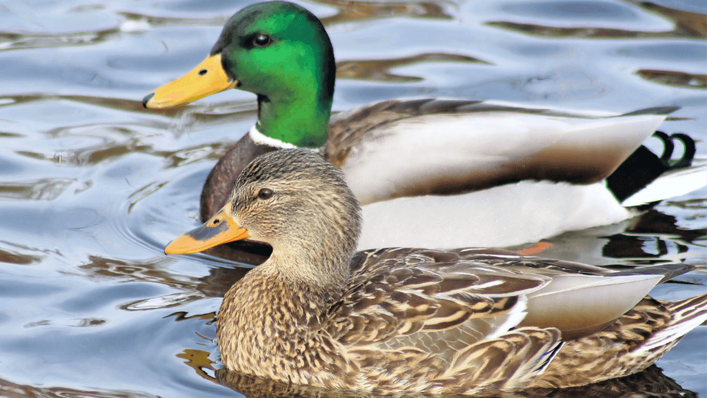 Caring for Adult Ducks: Your Guide to Happy Waterfowl 1 Adult Duck
