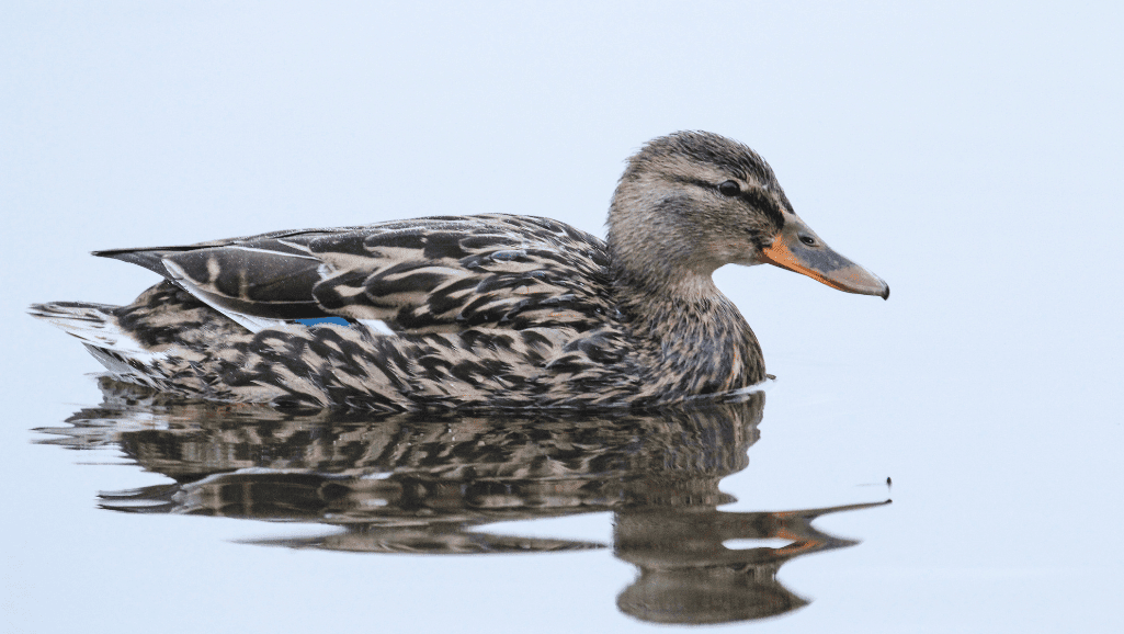 Best meat-producing duck breed