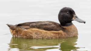 Black Headed Duck