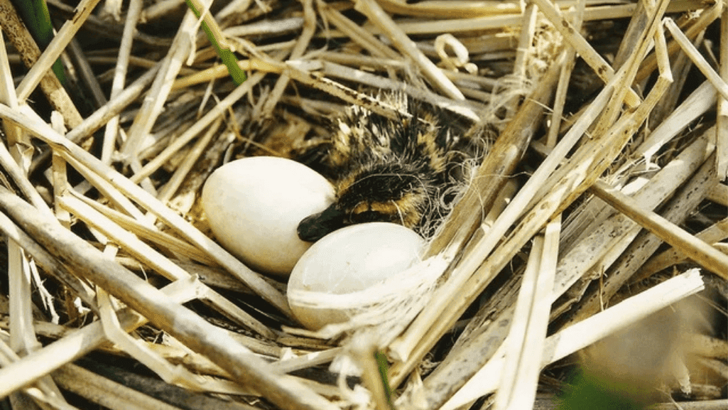 Black Headed Duck brood parasitism