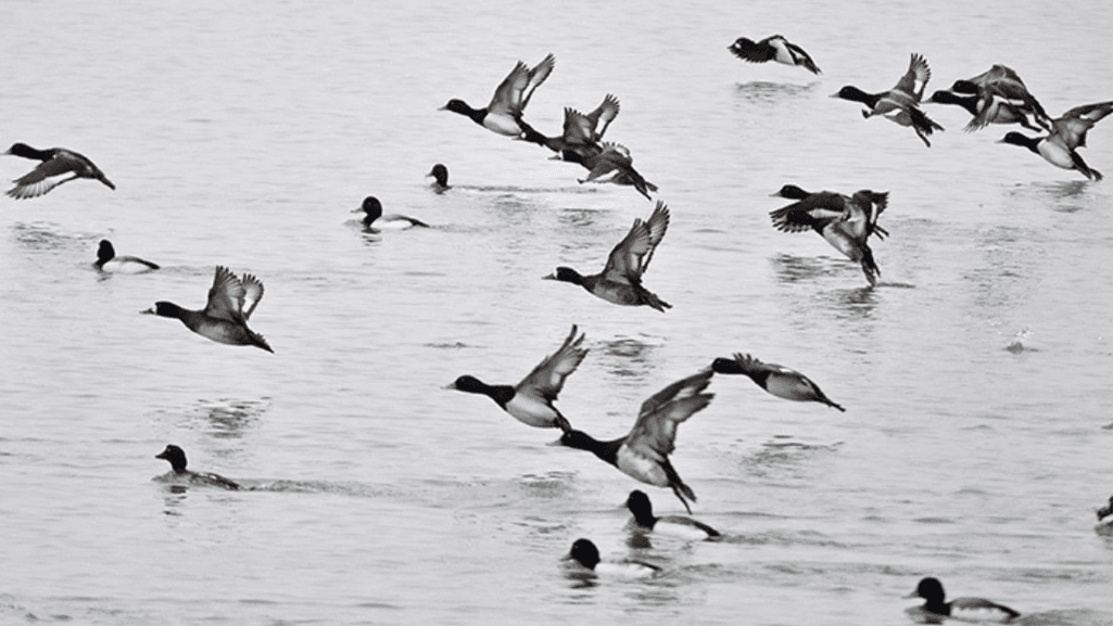 Black Headed Duck migratory patterns