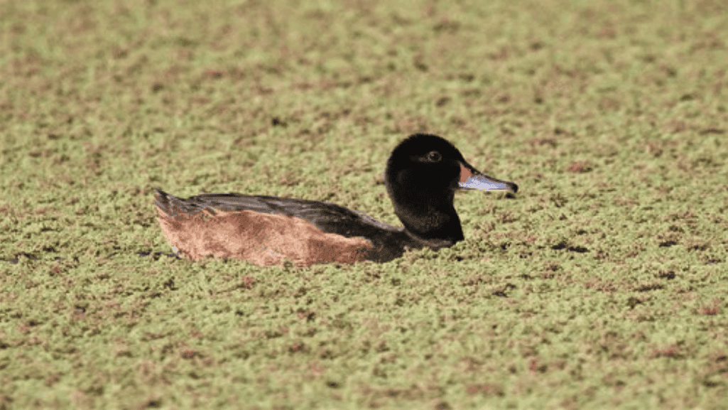 Black Headed Duck morphology