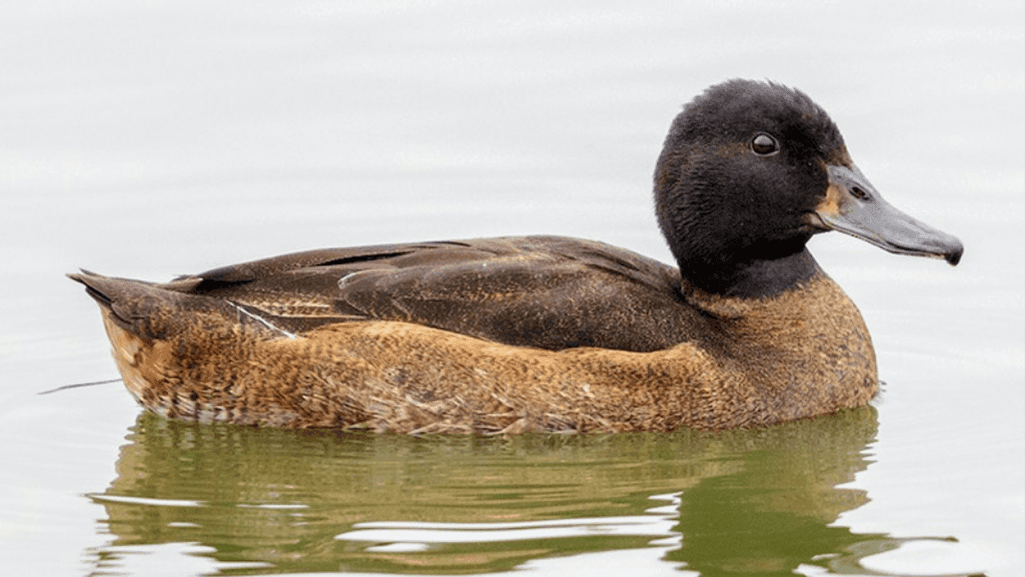 Black Headed Duck: Unique Waterfowl Species 1 Black Headed Duck