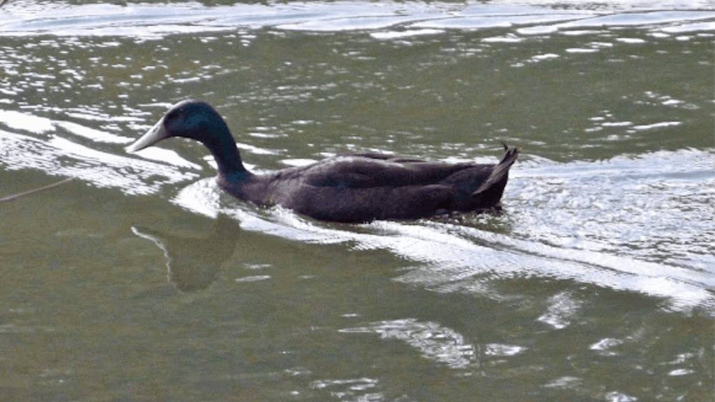 Black Runner Ducks: Unique Poultry for Your Farm 1 Black Runner Ducks