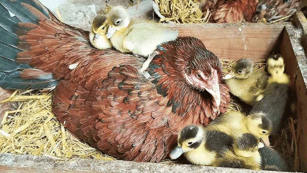 Broody Hen Duck Eggs