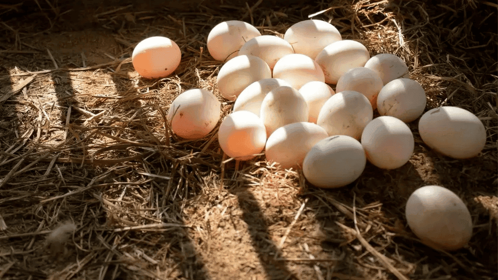 Brown Duck Eggs: Unveil Nature's Nutrient Powerhouse 1 Brown Duck Eggs