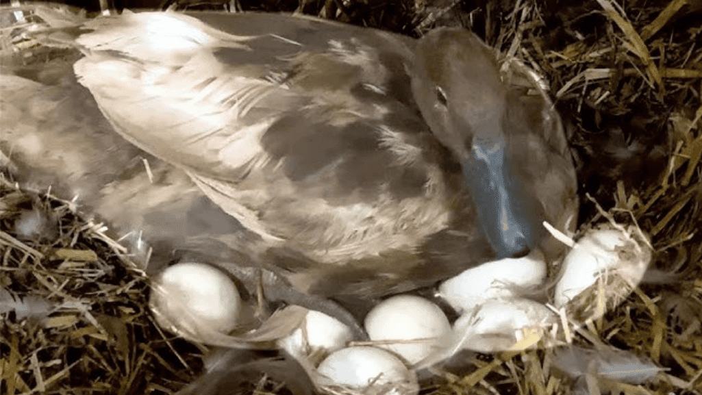 Call Duck Eggs Incubation