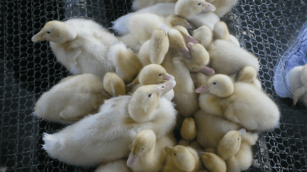 Call Duck Incubation Period Guide | Hatch Tips 1 Call Duck Incubation Period