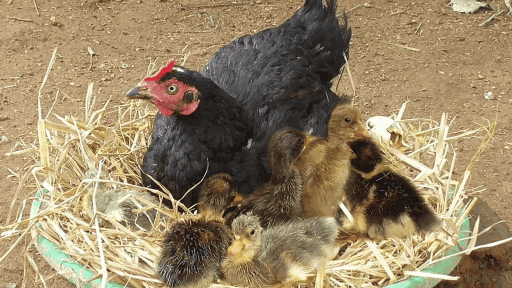 Unveiling the Truth: Can a Chicken Hatch Duck Eggs? 1 Can a Chicken Hatch Duck Eggs
