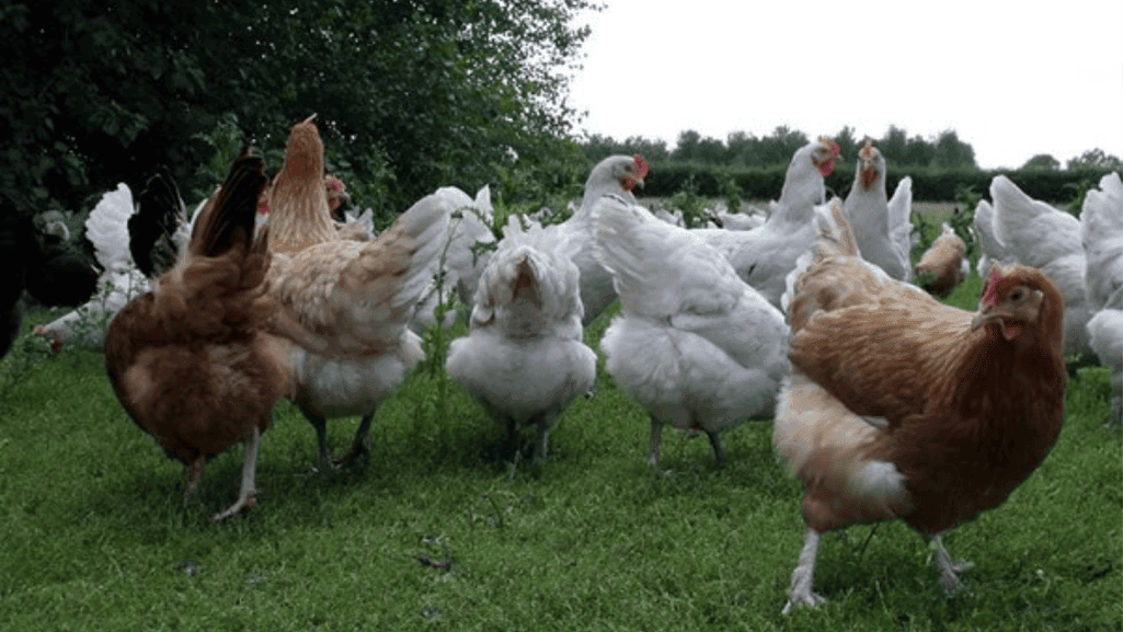 Chicken Egg Laying Patterns