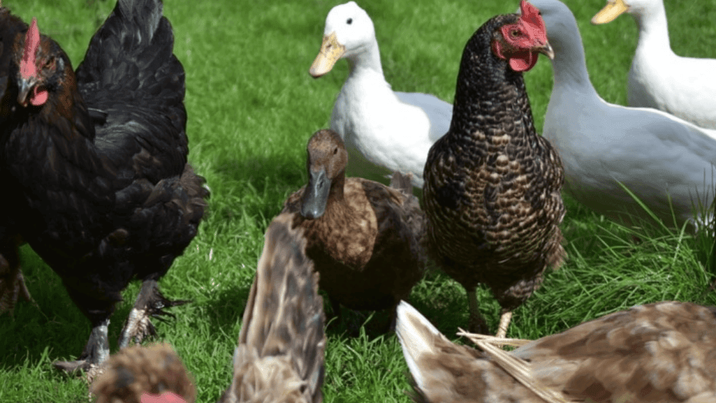 Do Ducks Lay More Eggs Than Chickens? Find Out! 1 Do Ducks Lay More Eggs Than Chickens