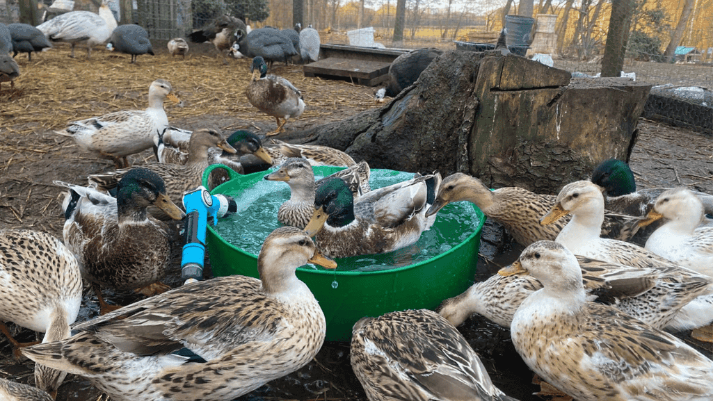 Duck Care Essentials
