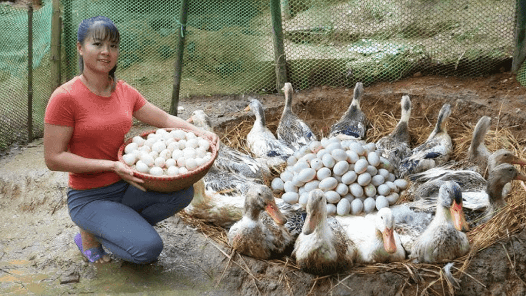 Duck Egg Laying Process