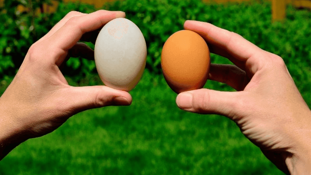 Duck and Chicken Egg Comparison