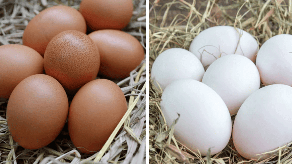 Ducks and Chickens Egg Production Comparison