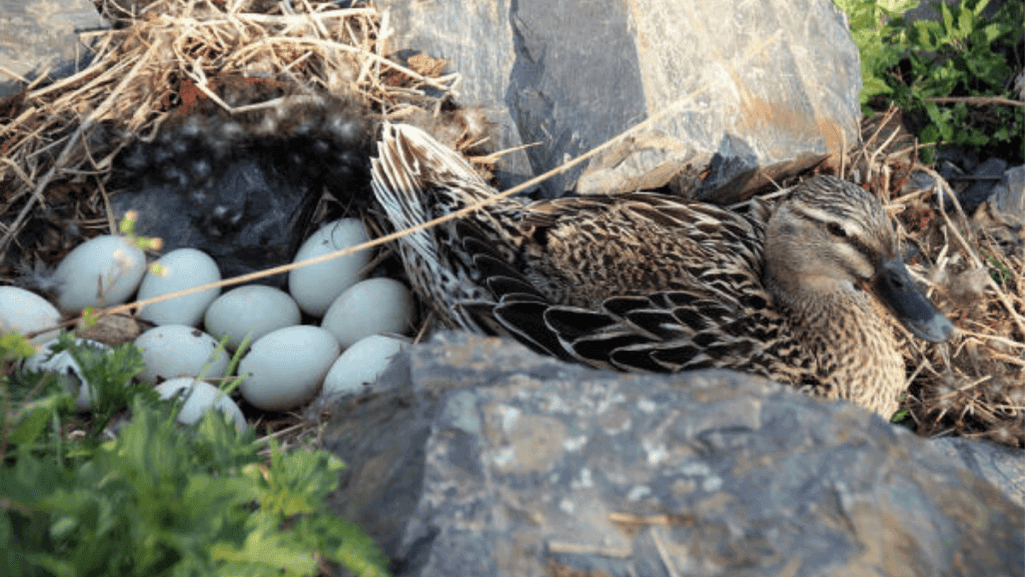 Ducks laying eggs start age