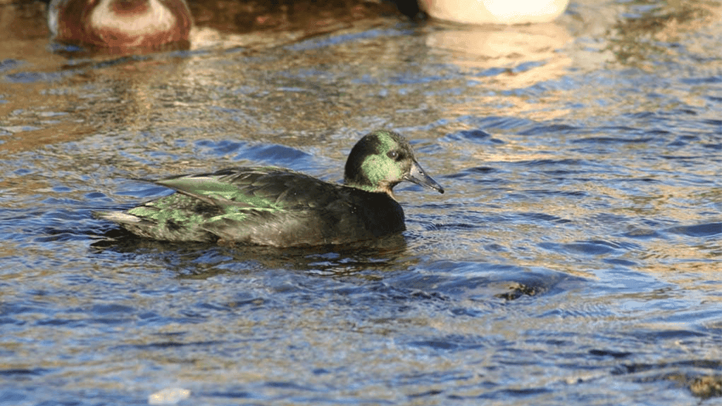East Indie Duck Habitat