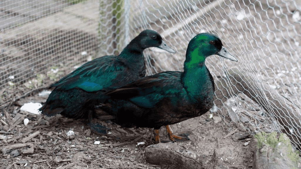 East Indie Duck Origins