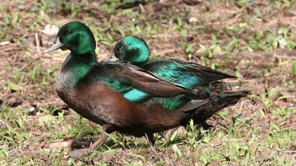 East Indie Duck with iridescent green sheen on black feathers