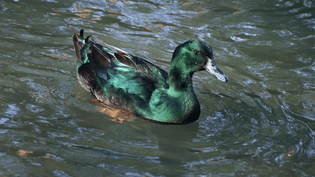 East Indie Duck