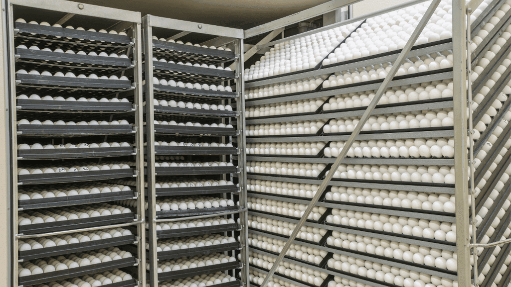 Effective incubator setup for backyard poultry and Call Duck Incubation Period
