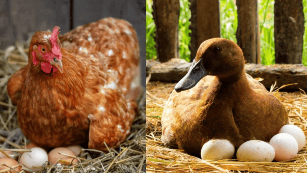 Environmental Effects on Duck and Chicken Egg Production