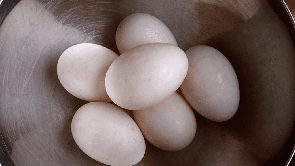 Fertile Hatching Eggs Preparation